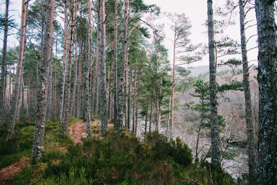 Tall trees in a forrest with a stream