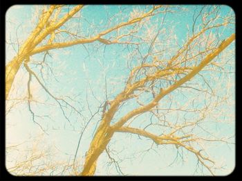 Low angle view of bare trees against sky