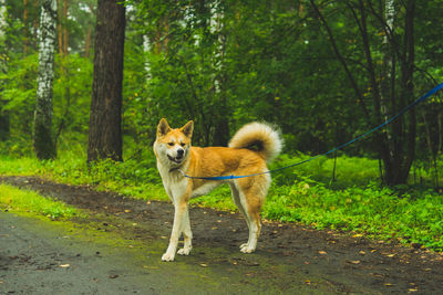 Portrait of dog in the forest