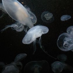 Fish swimming in sea