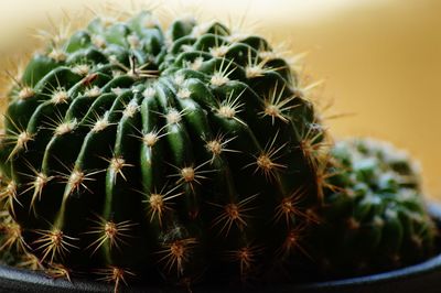 Close-up of cactus plant