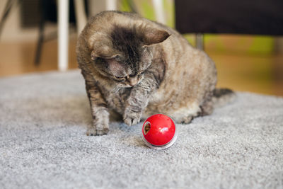 Cat playing at home with ball dispenser with kibble inside that slowly drops out when cat pushes it.