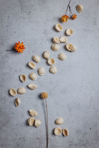 High angle view of fruits against white background