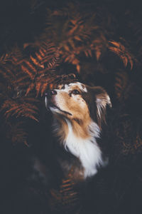 High angle view of dog looking away