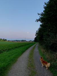 View of dog on road against sky