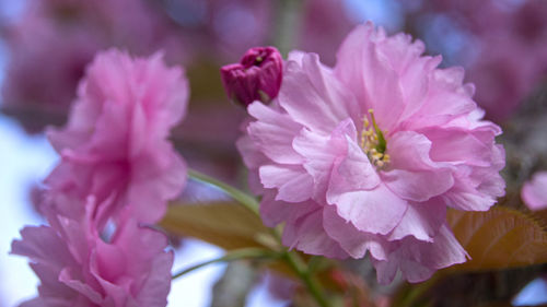 Close-up of pink flowers