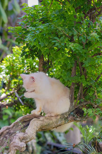 View of a tree