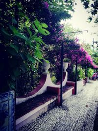 View of flowering plants in park