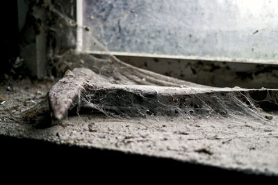 Close-up of lizard