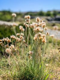 Close-up of flowering plant on field