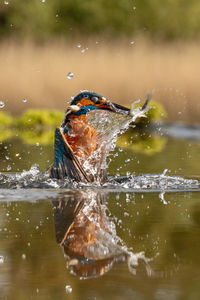 Kingfisher hunting fish in lake