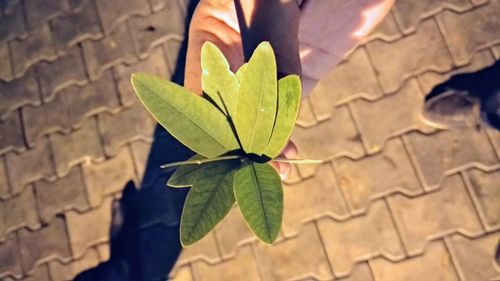 High angle view of plant leaves on footpath