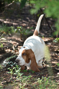 Dog looking away on field