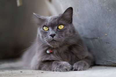 Close-up portrait of cat