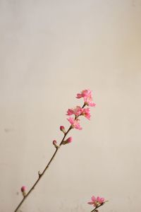 Low angle view of pink flowers against sky