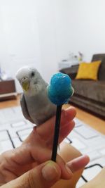 Close-up of hand holding bird