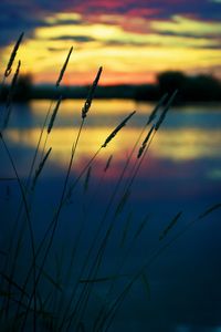 Plants growing at sunset