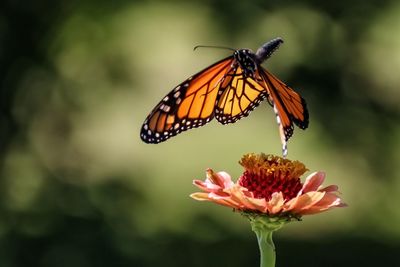 Butterfly taking off