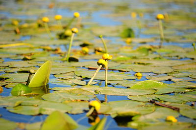 Water lily in lake