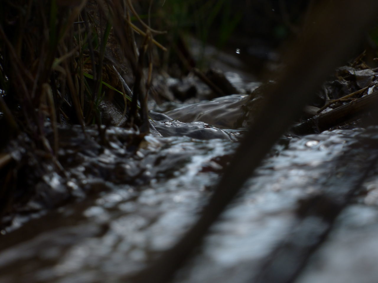 nature, close-up, forest, outdoors, day, no people, beauty in nature, tranquility, water, tree