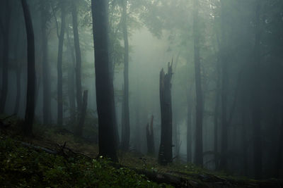 Trees in forest