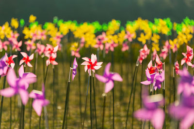 Close-up of pink flowering plants on field