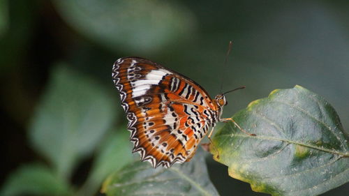 Close-up of butterfly pollinating flower