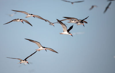 Flock of black skimmer terns rynchops niger on the beach at clam pass in naples, florida