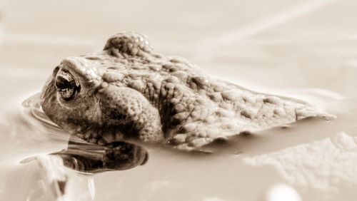 Close-up of lizard in the sea