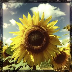 Close-up of sunflower