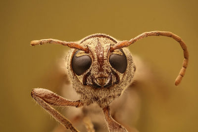 Close-up portrait of a horse