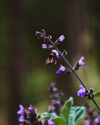 Close-up of purple flowering plant