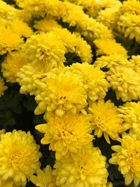 Full frame shot of yellow flowers