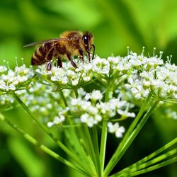 Close-up of bee pollinating on white flower at field