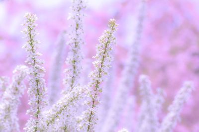 Close-up of pink flowers