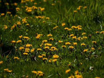 Close-up of yellow flowering plants on field