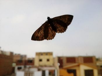 Close-up of butterfly on leaf