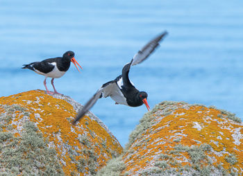 Birds perching on rock