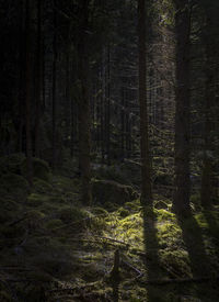 Trees growing in forest