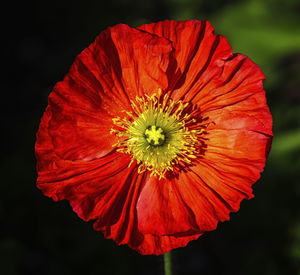 Close-up of red poppy