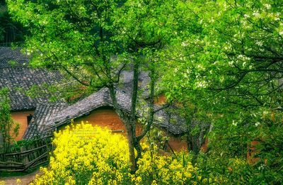 Close-up of fresh green tree by water