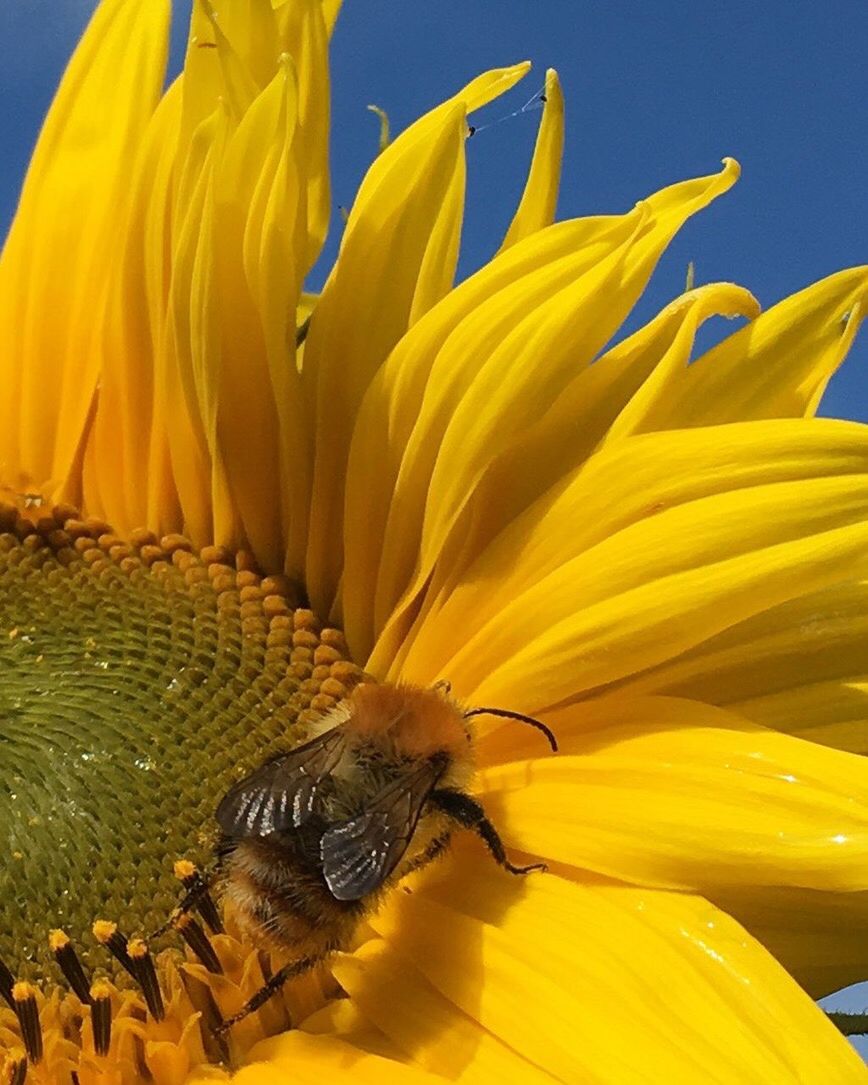 flower, yellow, fragility, petal, animal themes, nature, one animal, animals in the wild, insect, no people, close-up, beauty in nature, plant, day, outdoors, flower head, freshness, animal wildlife, growth