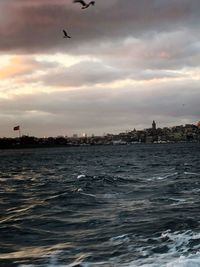 Birds flying over sea in city