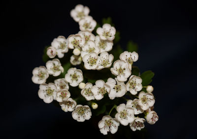 Close-up of white flowers against black background