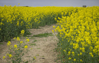 View of oilseed rape field in rural england