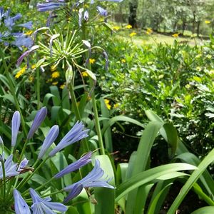 Flowers growing in field