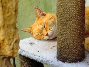 Close-up of ginger cat sleeping on scratching post