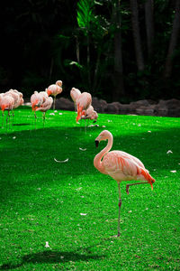 Ducks standing on grass