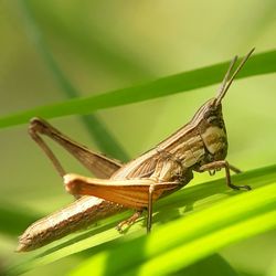 Close-up of insect on leaf