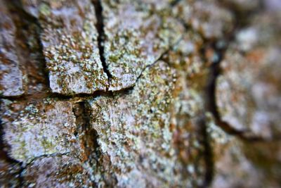 Close-up of mushroom growing on tree trunk